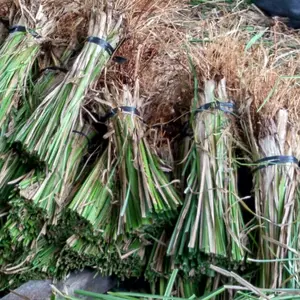 Rumput Vetiver or Akar Wangi penahan longsor