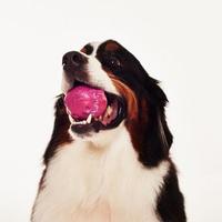 Gambar Mainan Anjing Premium ZEEDOG Rubber Toy METEOR Regular dari Pet Republic Indonesia Kota Administrasi Jakarta Utara 3 Tokopedia