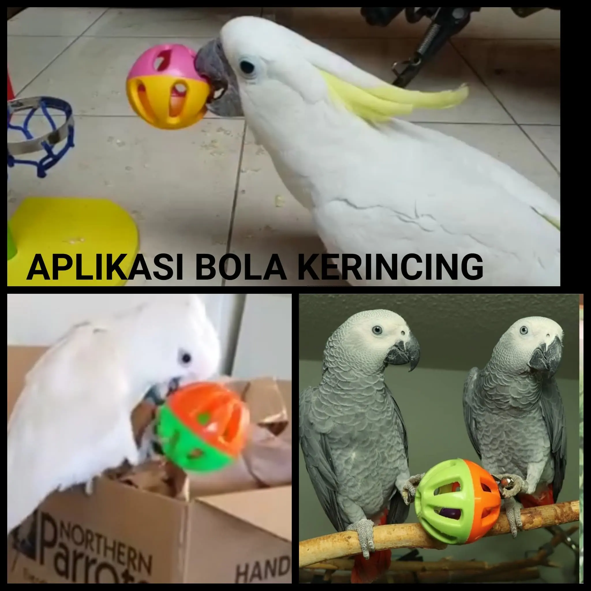 Toys Bola Kerincing Burung Parrot Mainan Aktif Mencegah Stress Dengan Bahan Keras Dan Suara Menarik Dilengkapi Tali Rantai Stainless
