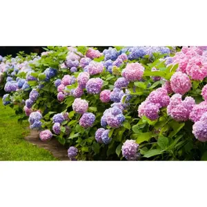 1 Benih Biji Bunga Hydrangea Hortensia Kembang Bokor Flower