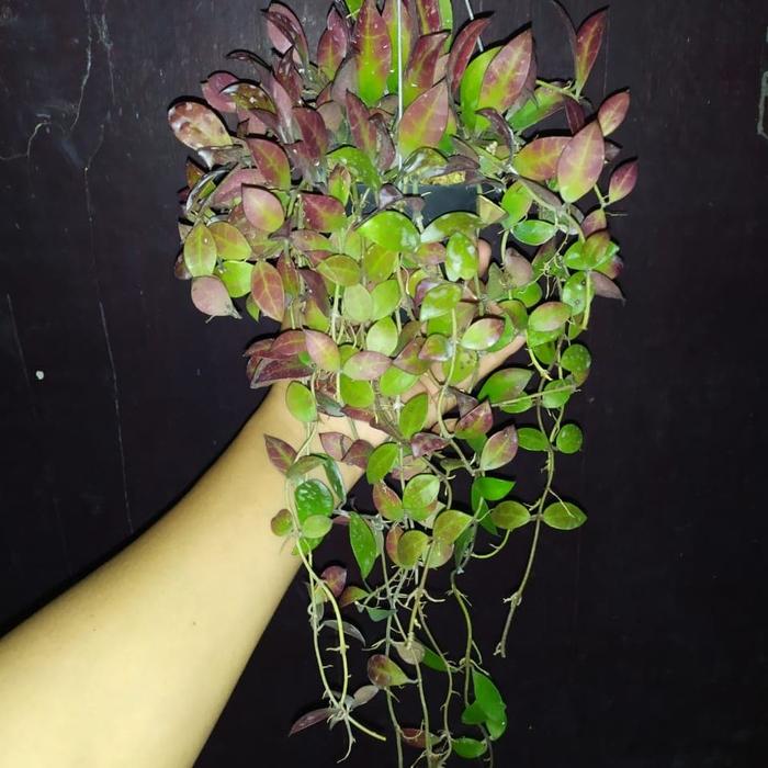 Gambar Hoya sipitangesis, Dijual dari Belibungayuk Kab. Mandailing Natal Tokopedia