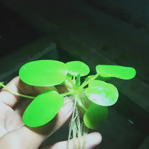 Amazon frogbit tanaman aquascape