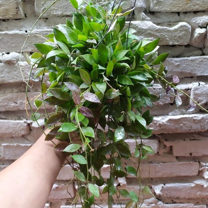 Gambar Hoya Rebecca, Jual bunga hias, bunga gantung, bunga taman dari Belibungayuk Kab. Mandailing Natal Tokopedia