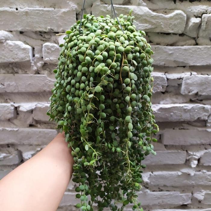 Gambar Jual bunga Dischidia Nummularia Daun Bulat size rimbun parah dari Belibungayuk Kab. Mandailing Natal Tokopedia