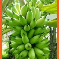 Gambar Bibit Pisang Uli Asli dari Bian Shoap Kab. Bogor 2 Tokopedia