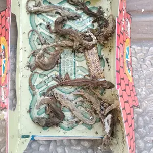 Perangkap kecoa dan cicak hoy hoy