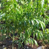 Gambar poho buah kedon dong dari podo joyo group Kota Administrasi Jakarta Timur 3 Tokopedia