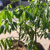 Gambar poho buah kedon dong dari podo joyo group Kota Administrasi Jakarta Timur 1 Tokopedia