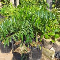 Gambar poho buah kedon dong dari podo joyo group Kota Administrasi Jakarta Timur 2 Tokopedia