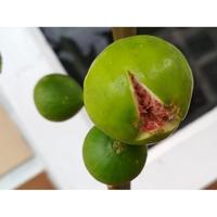 Gambar Bibit Tin Hijau Yordan Pohon Buah Tin Green Jordan dari PUROTANI.ID Kab. Purworejo 2 Tokopedia