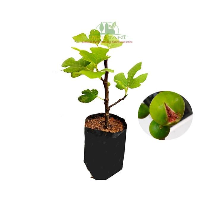 Gambar Bibit Tin Hijau Yordan Pohon Buah Tin Green Jordan dari PUROTANI.ID Kab. Purworejo Tokopedia