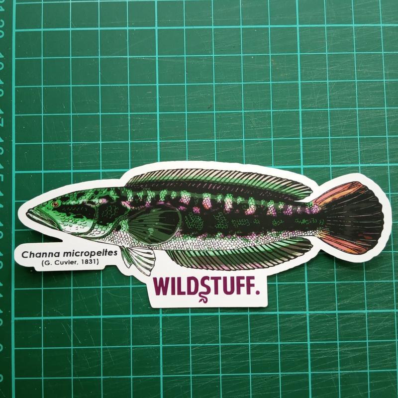 sticker Wildstuff. - Channa micropeltes/ Gabus Toman - Shop | Tokopedia