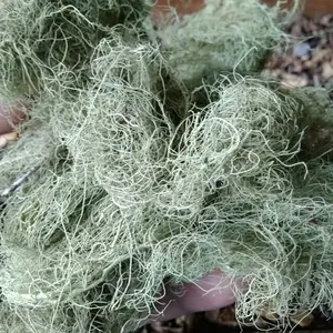 Kayu Angin Asli Murni Herbal