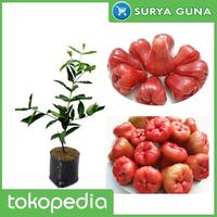 Gambar Bibit Jambu Air Citra Jual Bibit Jambu Citra dari Suryaguna Store Kab. Tulungagung 1 Tokopedia