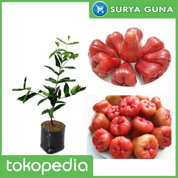 Gambar Bibit Jambu Air Citra Jual Bibit Jambu Citra dari Suryaguna Store Kab. Tulungagung Tokopedia