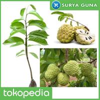Gambar Bibit Srikaya Madu Srikaya Madu Jumbo dari Suryaguna Store Kab. Tulungagung 1 Tokopedia
