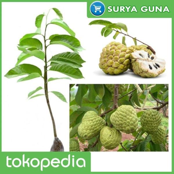 Gambar Bibit Srikaya Madu Srikaya Madu Jumbo dari Suryaguna Store Kab. Tulungagung Tokopedia