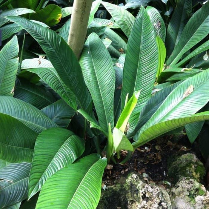 Jual PHILODENDRON LYNETTE - Kota Batu - Dream Garden | Tokopedia