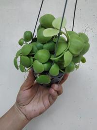 Gambar Jual bunga hias dichidia Plathypilla Jengkol, Pot gantung di dinding dari Belibungayuk Kab. Mandailing Natal 2 Tokopedia