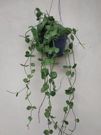 Gambar Jual bunga hias pot digantung, bunga Dischidia Plathypilla dari Belibungayuk Kab. Mandailing Natal 1 Tokopedia