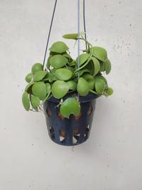 Gambar Jual bunga hias dichidia Plathypilla Jengkol, Pot gantung di dinding dari Belibungayuk Kab. Mandailing Natal 1 Tokopedia