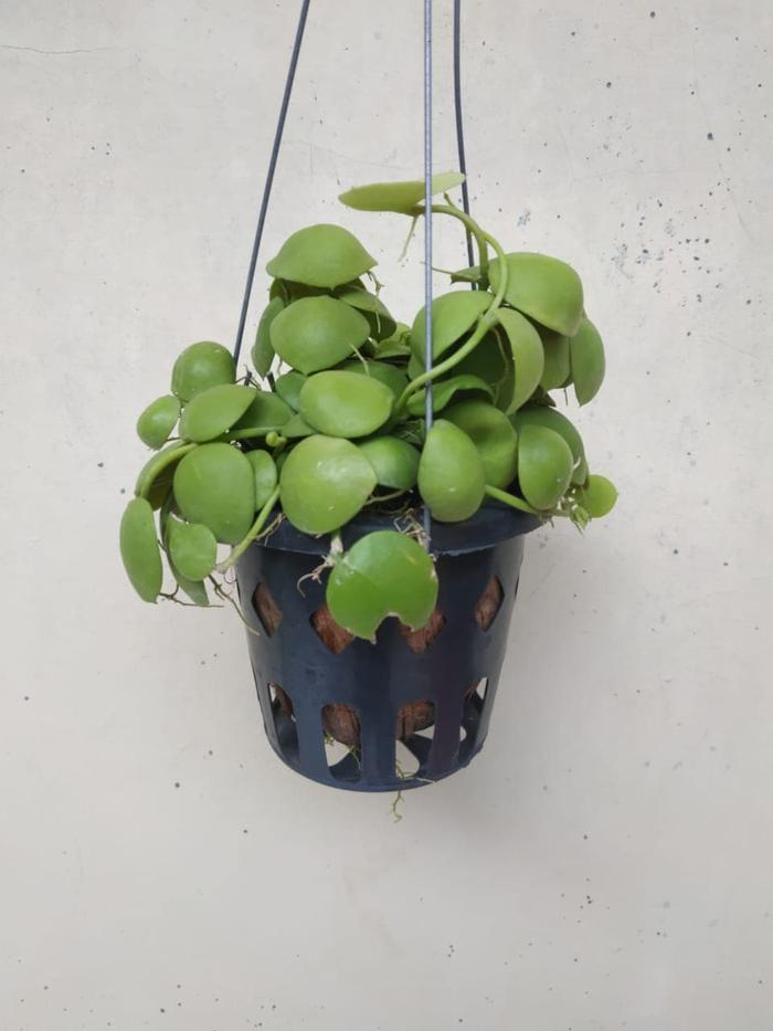 Gambar Jual bunga hias dichidia Plathypilla Jengkol, Pot gantung di dinding dari Belibungayuk Kab. Mandailing Natal Tokopedia