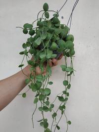 Gambar Jual bunga hias pot digantung, bunga Dischidia Plathypilla dari Belibungayuk Kab. Mandailing Natal 2 Tokopedia