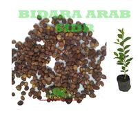 Gambar Benih Biji Bibit Bidara Arab Tanaman Bidara Pohon Bidara dari PUROTANI.ID Kab. Purworejo 1 Tokopedia