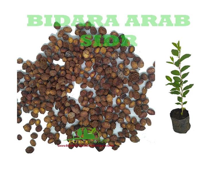 Gambar Benih Biji Bibit Bidara Arab Tanaman Bidara Pohon Bidara dari PUROTANI.ID Kab. Purworejo Tokopedia