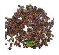 Gambar Benih Biji Bibit Bidara Arab Tanaman Bidara Pohon Bidara dari PUROTANI.ID Kab. Purworejo 3 Tokopedia