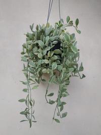 Gambar Dijual Bunga Dischidia Cascade Variegata dari Belibungayuk Kab. Mandailing Natal 1 Tokopedia