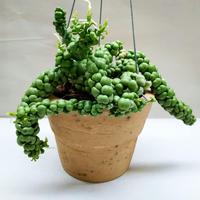 Gambar Dijual Bunga Hias Dischidia Nummulari Foliaideaminubu, Taman Gantung dari Belibungayuk Kab. Mandailing Natal 2 Tokopedia