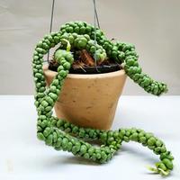 Gambar Dijual Bunga Hias Dischidia Nummulari Foliaideaminubu, Taman Gantung dari Belibungayuk Kab. Mandailing Natal 3 Tokopedia