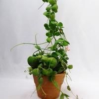 Gambar Jual Bunga Dischidia Platiphylla Jalar, Bunga Hias dari Belibungayuk Kab. Mandailing Natal 1 Tokopedia