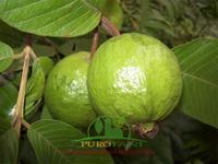 Gambar Bibit Tanaman Jambu Kristal Siap Buah dari PUROTANI.ID Kab. Purworejo 3 Tokopedia