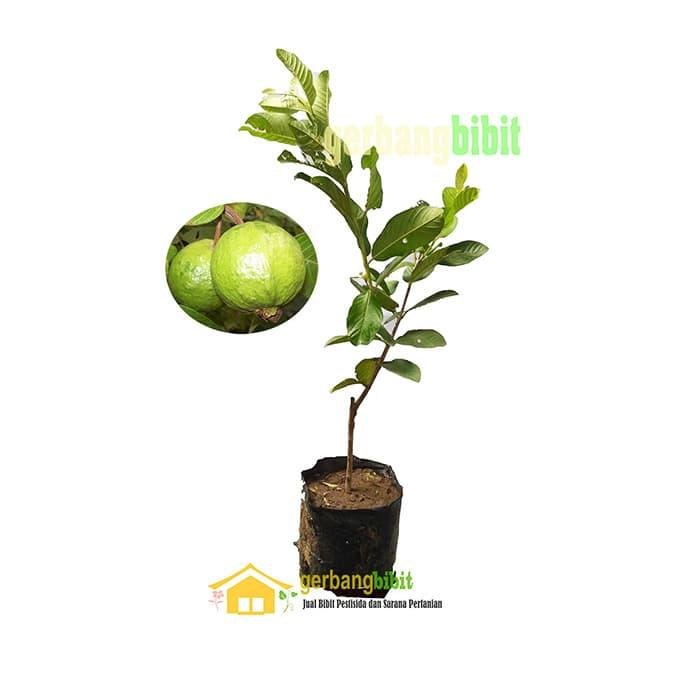 Gambar Bibit Tanaman Jambu Kristal Siap Buah dari PUROTANI.ID Kab. Purworejo Tokopedia