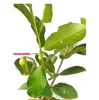 Gambar Bibit Tanaman Jambu Kristal Siap Buah dari PUROTANI.ID Kab. Purworejo 2 Tokopedia