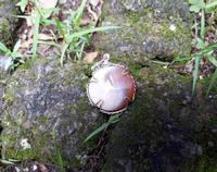 Gambar Liontin Batu Akik Motif Patkwa Indah AK003 Antik Langka Kolektor Item dari CNC phoneshop Kota Administrasi Jakarta Pusat 2 Tokopedia