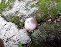 Gambar Liontin Batu Akik Motif Patkwa Indah AK003 Antik Langka Kolektor Item dari CNC phoneshop Kota Administrasi Jakarta Pusat 4 Tokopedia