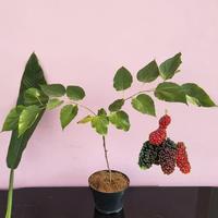 Gambar Bibit buah murbei/mulberry/Murbai/ Besaran, kondisi sehat siap tanam dari Katalog Hebat Garden Kab. Bandung Barat 2 Tokopedia