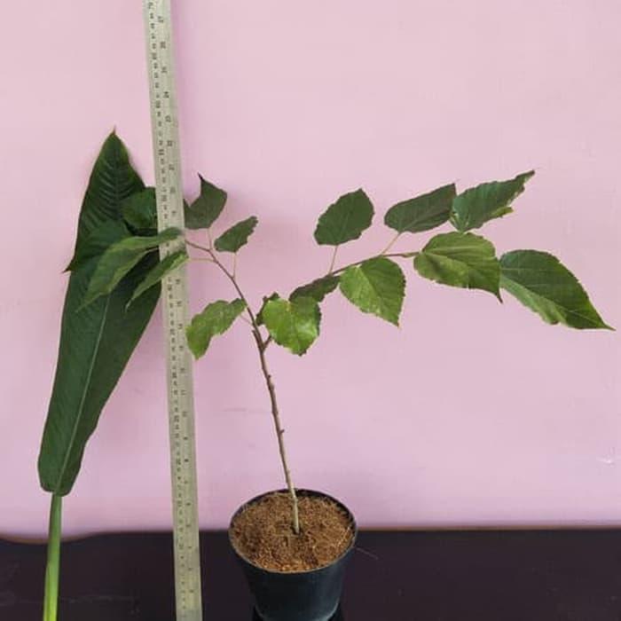 Gambar Bibit buah murbei/mulberry/Murbai/ Besaran, kondisi sehat siap tanam dari Katalog Hebat Garden Kab. Bandung Barat Tokopedia