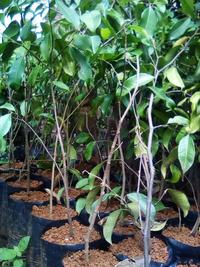 Gambar BIBIT POHON BERINGIN 40 CM UP - POHON BERINGIN dari bibit & herbal purworejo Kab. Purworejo 3 Tokopedia