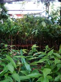 Gambar BIBIT KAYU GAHARU 30 CM UP - KAYU GAHARU - POHON GAHARU dari bibit & herbal purworejo Kab. Purworejo 5 Tokopedia