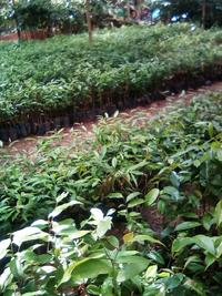 Gambar BIBIT KAYU GAHARU 30 CM UP - KAYU GAHARU - POHON GAHARU dari bibit & herbal purworejo Kab. Purworejo 3 Tokopedia