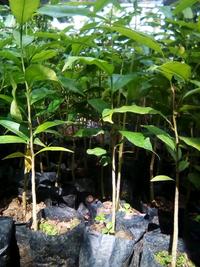 Gambar BIBIT KAYU GAHARU 30 CM UP - KAYU GAHARU - POHON GAHARU dari bibit & herbal purworejo Kab. Purworejo 4 Tokopedia