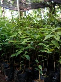 Gambar BIBIT KAYU GAHARU 30 CM UP - KAYU GAHARU - POHON GAHARU dari bibit & herbal purworejo Kab. Purworejo 1 Tokopedia
