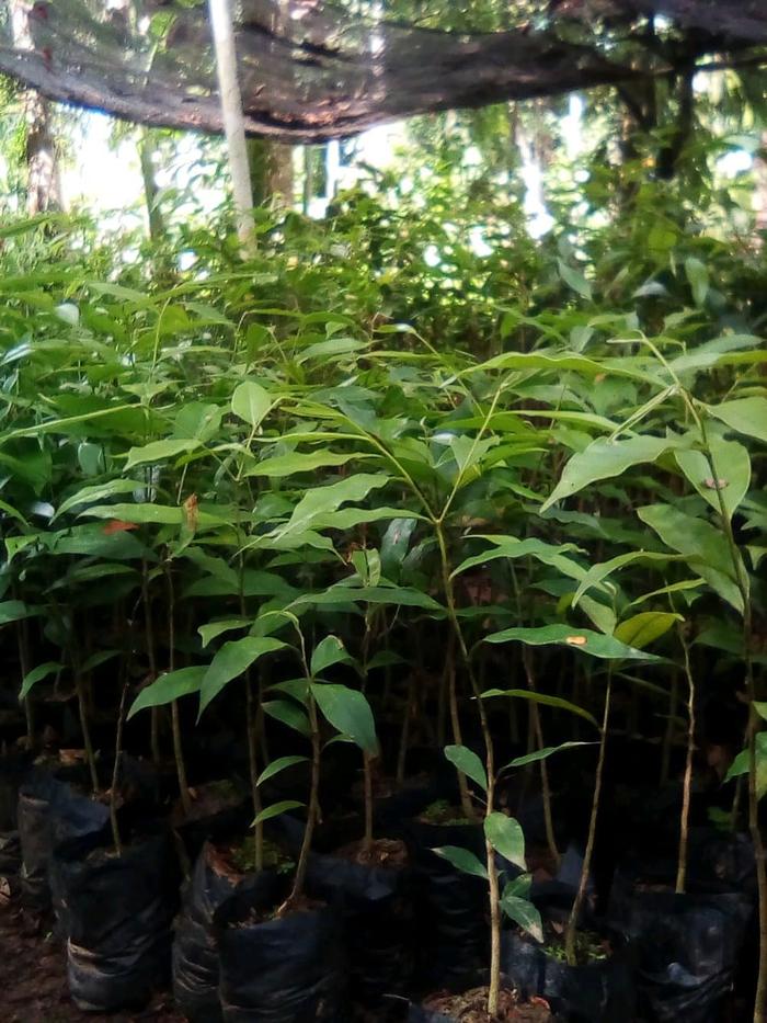 Gambar BIBIT KAYU GAHARU 30 CM UP - KAYU GAHARU - POHON GAHARU dari bibit & herbal purworejo Kab. Purworejo Tokopedia