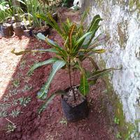 Gambar tanaman hias puring pedang dari kenzo taman hias Kota Depok 1 Tokopedia