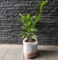 Gambar Seedling Bag Easy Grow Putih - 8 x 8 cm dari Easy Grow_NEW Kab. Gunungkidul 2 Tokopedia