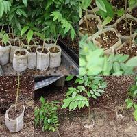 Gambar Seedling Bag Easy Grow Putih - 8 x 8 cm dari Easy Grow_NEW Kab. Gunungkidul 3 Tokopedia